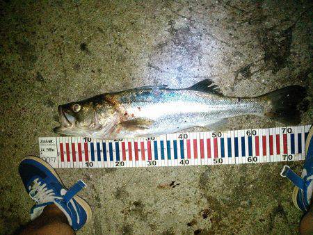 常夜灯ナイトシーバス